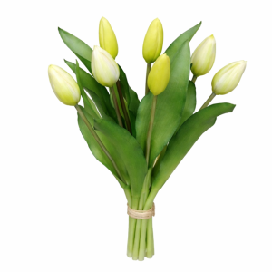 Bukiet siedmiu kremowo zielonych tulipanów h 33cm 